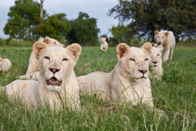 A Young Pride Of Male And Female White Lions In The Grass.  South Africa.     