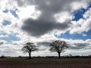 Wall Mural - northern germany landscape in springtime