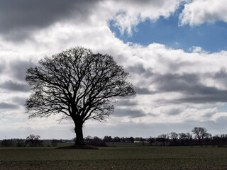 Wall Mural - northern germany landscape in springtime