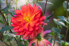 Brightly Colored Dahlia In The Early Morning Sun
