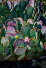Purple Prickly Pear Cactus
