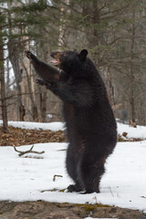 Canvas Print - Black Bear (Ursus americanus) Stands on Back Legs Paws Left Winter