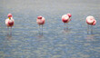 © Tandem Stock - A group of grooming flamingos in the mineral rich waters of SW Bolivia.