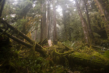 Fallen Trees Have Cleared An Opening In An Old Growth Coniferous Forest Along The Boulder River Trail, Mount Baker-Snoqualmie National Forest, Washington.    