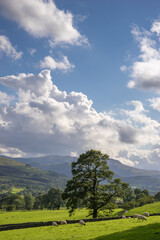 Wall Mural - Countryside of the Lake District