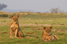 Two Wild Female Lions Sitting On The Plains, Stare, And Make Eye Contact With The Camera.  Zimbabwe    
