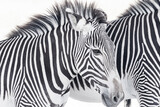Fototapeta Konie - Zebra stripes black and white African animal