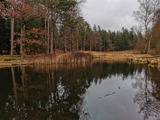 Wall Mural - forest lake