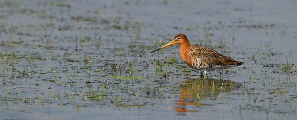 Wall Mural - Black-tailed godwit // Uferschnepfe (Limosa limosa)