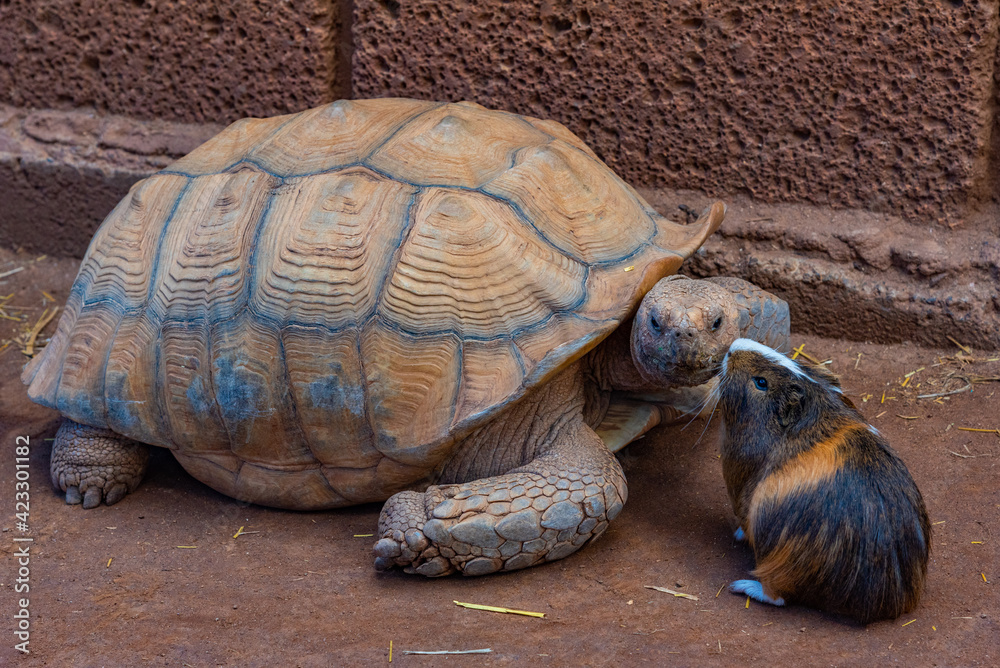 African spurred tortoise and Guinea pig at Monkey park in Tenerife, Canary Islands, Spain - obrazy, fototapety, plakaty 
