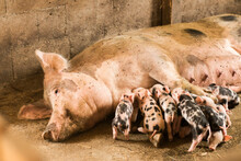 Soft Focus Of Newborn Piglets Feeding From Mother Pig In Organic Farm. Happy Piglet Suckling Milk From Their Sow. Pig Mother Feeds The Newborn Piglets