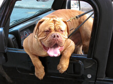 French Mastiff Hangs Head Out Of Truck