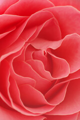 Wall Mural - Rose close-up