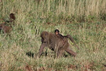Baby Baboon On Mother's Back