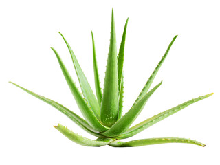 green aloe vera isolated on white background