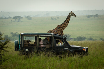 Wall Mural - Masai giraffe stands by truck in grassland