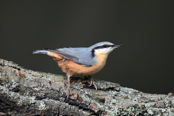 Poster - The Eurasian nuthatch or wood nuthatch (Sitta europaea) on the branch with dark background. A small European bird with an orange belly and a grey back in the woods.