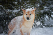 Confused dog breed Force Inu walks in the snow in the park 
Portrait of a dog of Japanese forest snowfall
Puppy fell snow on the nose of the nose