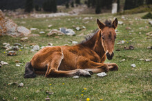 The Little Colt Is Lying Alone On The Grass.
