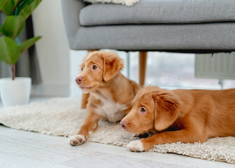 Sticker - Couple of toller puppies at home