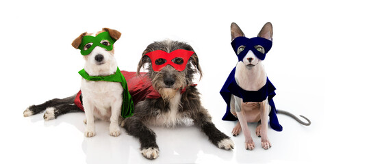 Wall Mural - Three pets, dogs and cat super hero costume celebrating halloween or carnival with cape ans mask disguise. Isolated on white background.