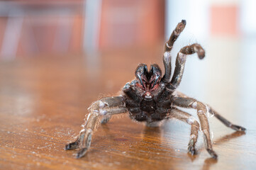 Pretty male Johnson's jumping spider