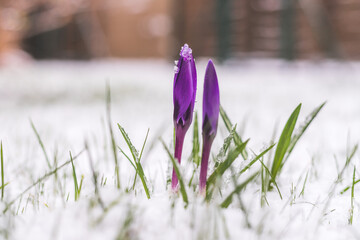 Wall Mural - Snowy springtime in the front yard. Crocus spring flowers in the snow