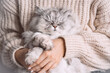 © Creative Cat Studio - Adorable cute persian longhaired cat with closed eyes sitting in his owner arms. Pets and humans love, connection and trust concept.