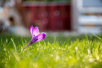 Wall Mural - Springtime in the front yard. Spring flowers in sunlight, outdoor nature, postcard.