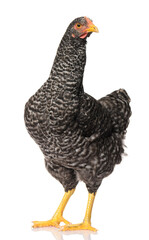 Wall Mural - one black chicken isolated on white background, studio shoot