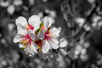 Wall Mural - Strolling through fields of flowering almond trees