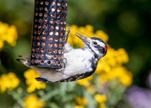 Hairy Woodpecker (Leuconotopicus Villosus) Perched On A Bird Feeder With Yellow Blossoms And Green Trees In The Background In Canada
