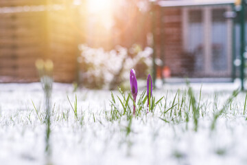 Wall Mural - Snowy springtime in the front yard. Crocus spring flowers in the snow