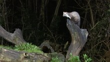 Beech Marten (Martes Foina) In Search Of Food Around A Dead Tree Stump, At Night.