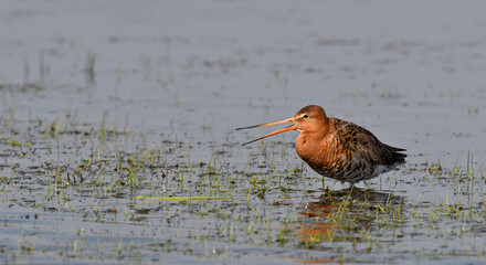 Wall Mural - Black-tailed godwit // Uferschnepfe (Limosa limosa)