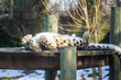 pantera śnieżna leży na plecach śpi w zoo w klatce