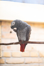 Papuga Siedzi Na Gałęzi W Zoo I Gryzie Pazury