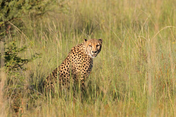 Poster - An alert cheetah (Acinonyx jubatus) sitting in natural habitat, South Africa.