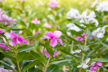 Wall Mural - Fresh pink catharanthus roseus or madagascar periwinkle flower bloom in the garden with sunlight on blur nature background.