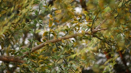 Sticker - Footage of desert tree with brown fruits hanging