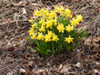 blooming daffodils in the forest