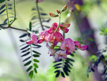 Colorful Pink Peach Flowers Of Australian Indigo, Indigofera Australis, Family Fabaceae. Widespread In Woodland And Open Forest In New South Wales, Queensland, Victoria, SA, WA And Tasmania
