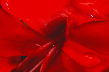 Macro shot bright red flower close-up picture