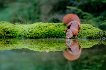Wall Mural - eurasian red squirrel (sciurus vulgaris) searching for food in the forest in the south of the nether