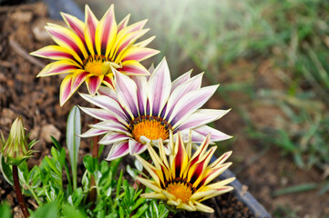 close up of Gazania flowers in violet, yellow and orange colors growing in the garden in spring and summer season. 