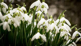 Fototapeta Maki - Snowdrops in flower in spring