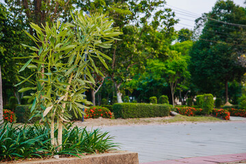 Beautiful green grassy area with shade trees in a park.