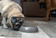 Elderly Beige Pug Eats Food From A Gray Bowl