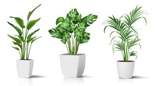 Collection Of 3d Realistic Vector Icon Illustration Potted Plants For The Interior. Isolated On White Background.