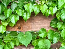 Wet Ivy On Wooden Planks.